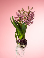 Hyacinth floating in the air with roots.