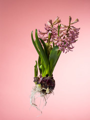 Fototapeta premium Hyacinth floating in the air with roots.
