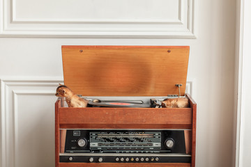 A couple of red abyssinian kittens play in the record-player