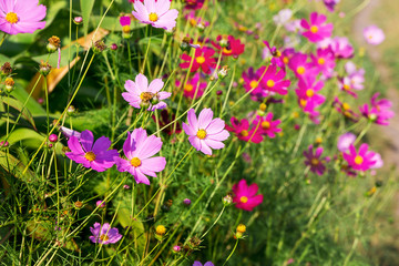 Pink  flowers kosmeya in sunny weather. Flowering kosmeya_