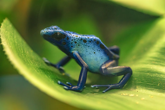 Blue poison dart frog (Dendrobates tinctorius azureus) also known as Kaiwan sitting on a green leaf