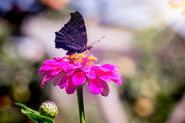 Black butterfly sitting on a pink flower. The sun rays illuminate the flower and the butterfly_