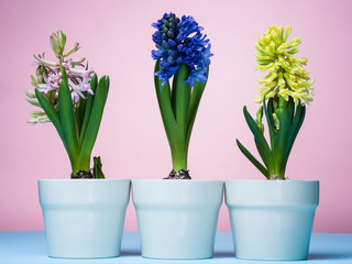 Hyacinths in blue pots on a pink background.