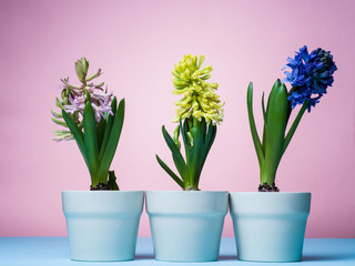 Obraz na płótnie Canvas Hyacinths in blue pots on a pink background.