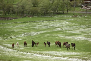 Horses run gallop in flower meadow.savsat/artvin/turkey