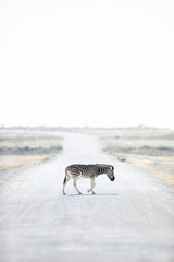 Obraz na płótnie Canvas Zebra crossing the road