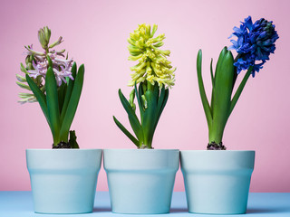 Naklejka na ściany i meble Hyacinths in blue pots on a pink background.