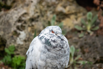 White Rock Dove in Winter