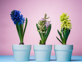 Naklejka na ściany i meble Hyacinths in blue pots on a pink background.