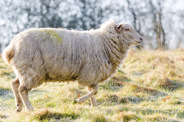 A common british sheep in early morning light in March 2015