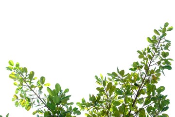 Top view tree leaves on white isolated background for green foliage backdrop 
