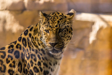 Leopard looking