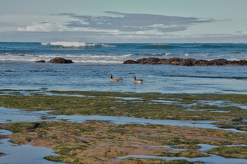 Geese floating in the ocean near tide pools in the pacific