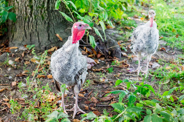 Turks go to the garden of the farm. Cultivation of turkeys_