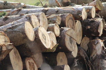 Troncs d'arbres