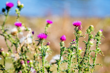 Obraz premium Thickets of thistle on the banks of the river. Blooming thistle _