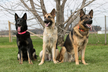  Three german shepherd 
