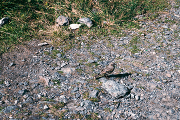 litle sparrow sits on the road