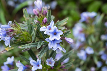 Zahn's Gromwell Flowers in Bloom in Winter