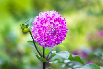 Obraz premium Pink peony in the garden on a blurry background_