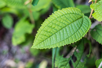 Folha - Leaf