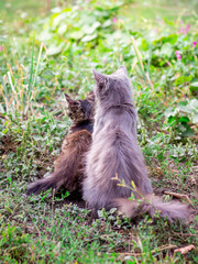 Naklejka na ściany i meble Cat and kitten sit together on the grass, rear view_