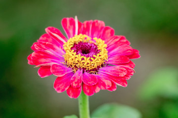 Red flower zinnia on a green blurry background_