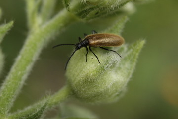 beetle on a leaf