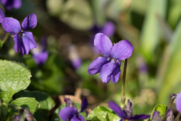Fototapeta premium Duftveilchen in Lila Viola odorata Makro