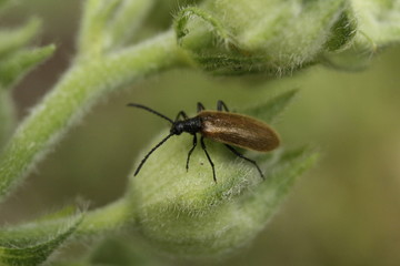 spider on a leaf