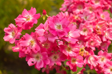 Fototapeta na wymiar a wild rose flower grown in the wild with beautiful pink flower