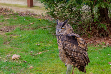 a real owl perched, with a green background and some branches