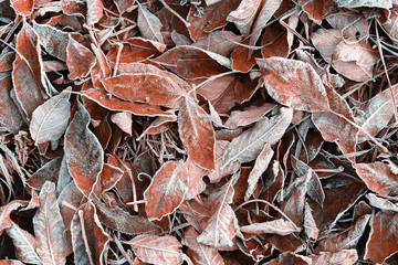 Leaves on the ground are covered with hoarfrost in late autumn background. Red orange toning.