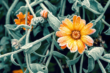 A bright orange calendula flower against a background of green leaves is covered with hoarfrost at the beginning of winter, close-up. Toning.