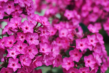 Delicate summer floral background for greeting card. Small bright pink flowers in the summer macro.