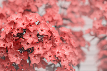 Delicate summer floral background for greeting card. Artistic image small coral flowers in summer macro.