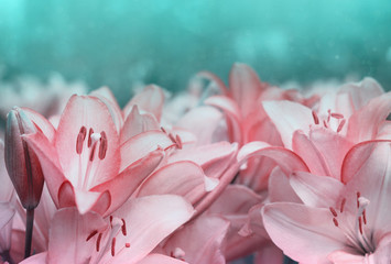 Delicate summer floral background. Small pale pink lily flowers in the summer macro on turquoise background.