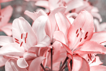 Delicate summer floral background for greeting card. Small pale pink lily flowers in the summer macro.