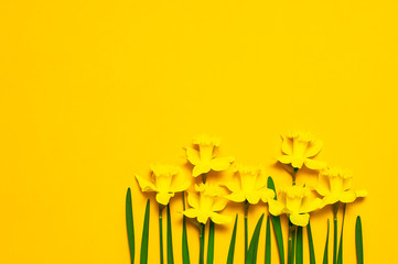 Spring floral background. Yellow narcissus or daffodil flowers on yellow background top view flat lay. Easter concept, International Women's Day, March 8, holiday. Card with flowers. Place for text