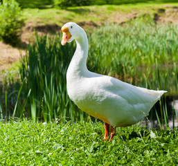White goose on green grass in sunny summer day