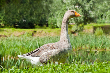 Grey goose on green grass