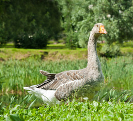 Grey goose on green grass