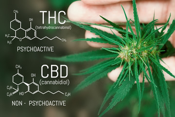 CBD cannabis formula. Cannabidiol molecule. Has antipsychotic effects. Medical hemp oil concept....