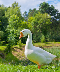 White goose on green grass