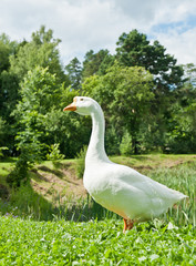 White goose on green grass