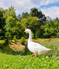 White goose on green grass