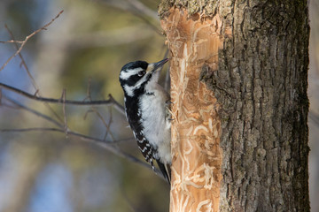 hairy woodpecker in winter