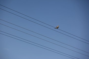 Birds on electric wires in the big city at twilight 