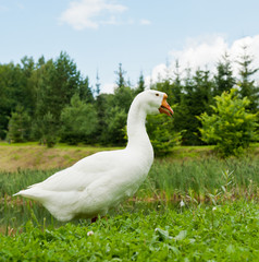White goose on green grass