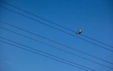 Birds on electric wires in the big city at twilight 